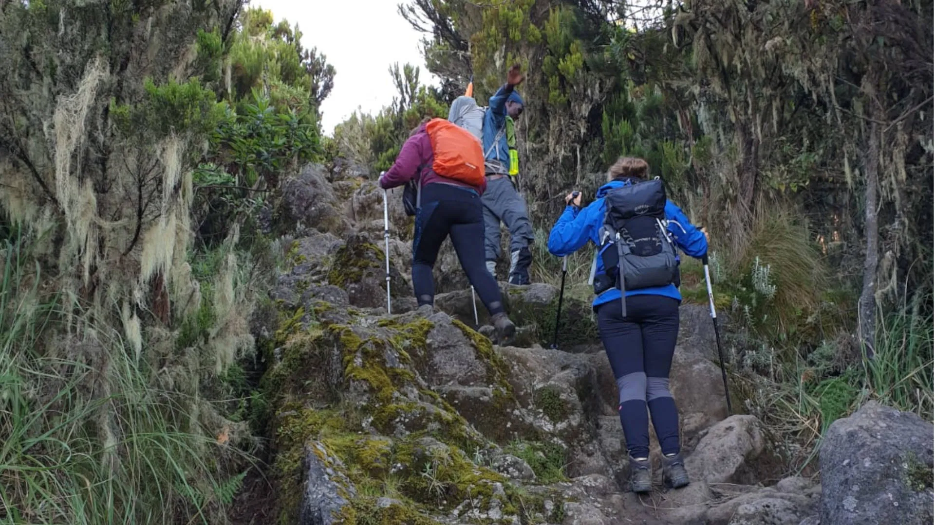 Lemosho Route Kilimanjaro (8 Days)